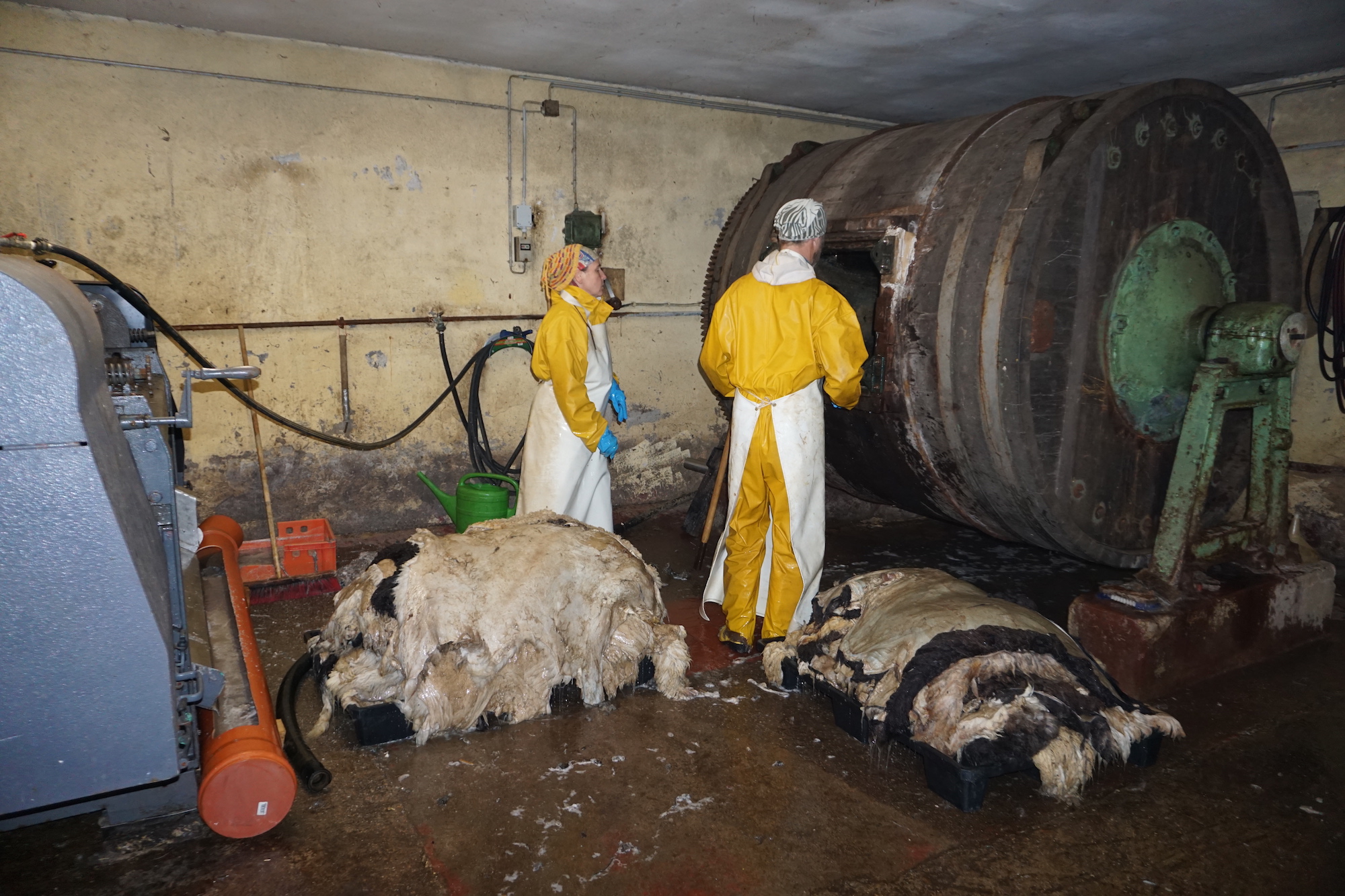 Fell nach dem waschen aus dem Fass nehmen | Arbeitsablauf fleischen