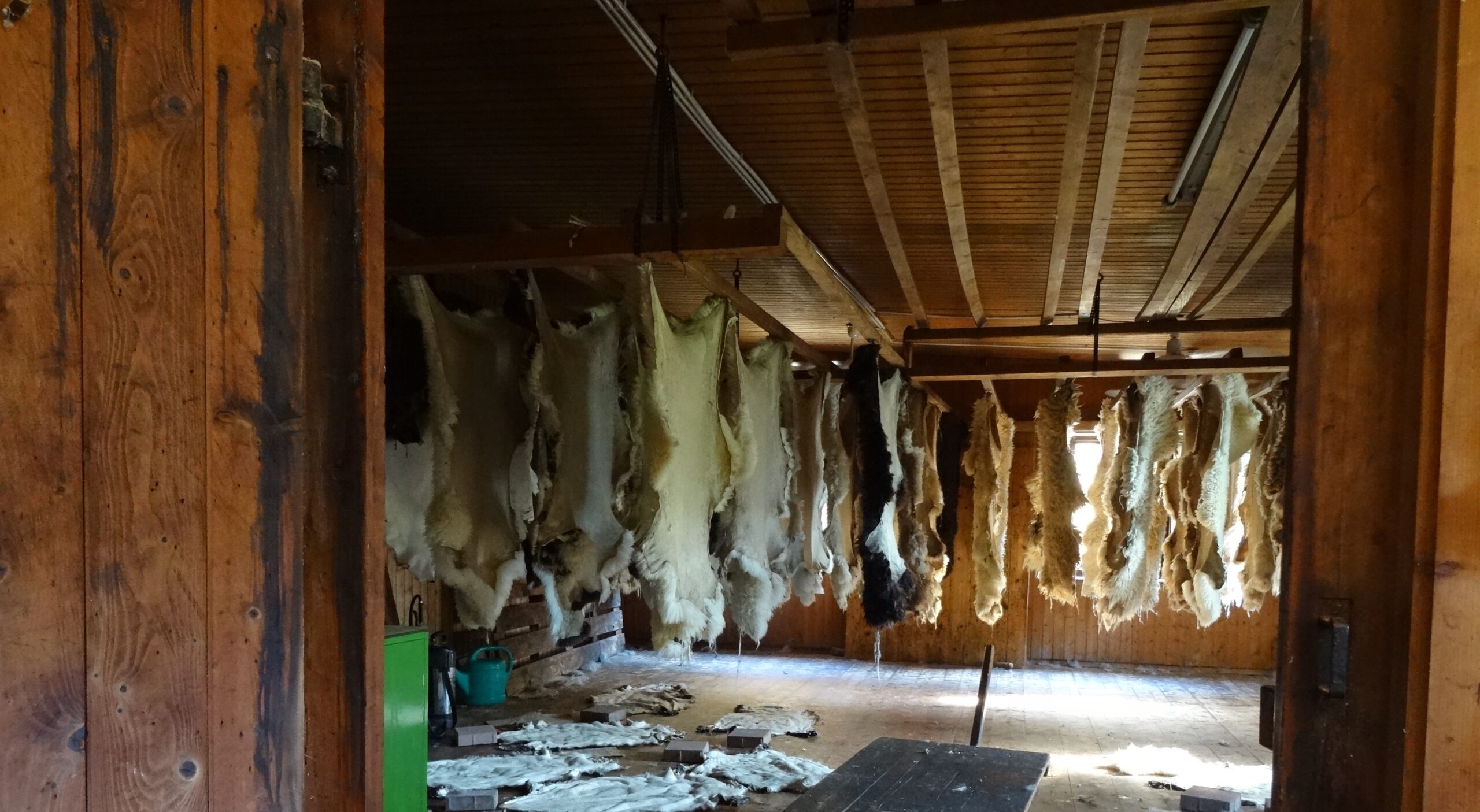 Fell nach dem waschen aus dem Fass nehmen | Arbeitsablauf fleischen